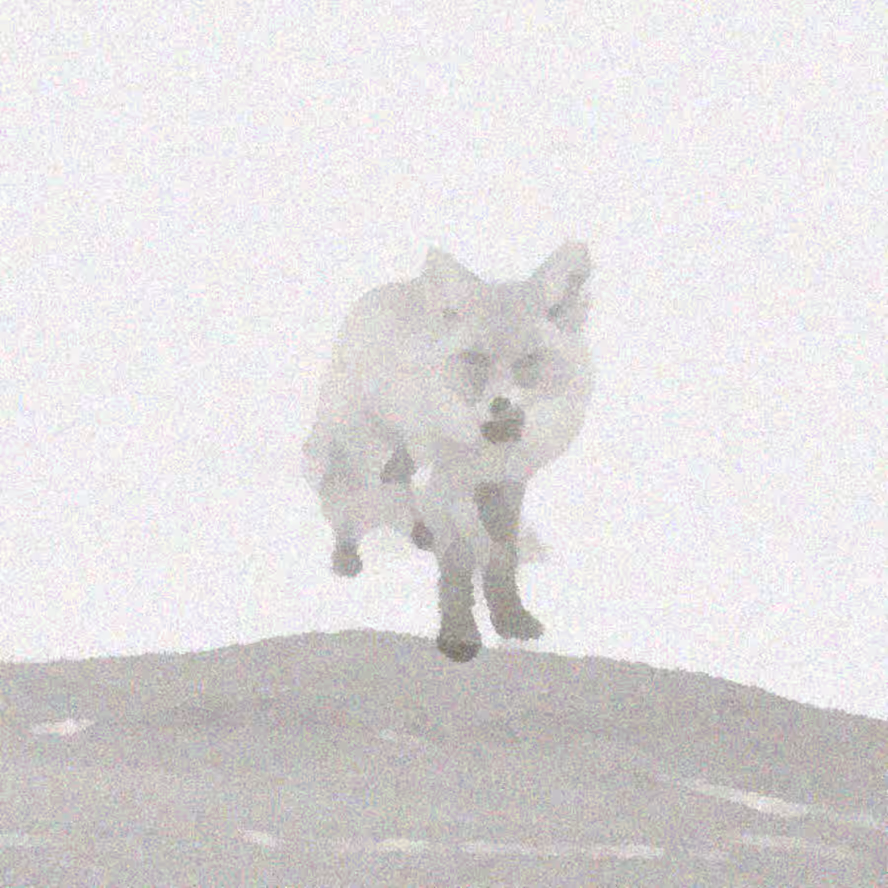 共同的土地 by 缺省 (2023)