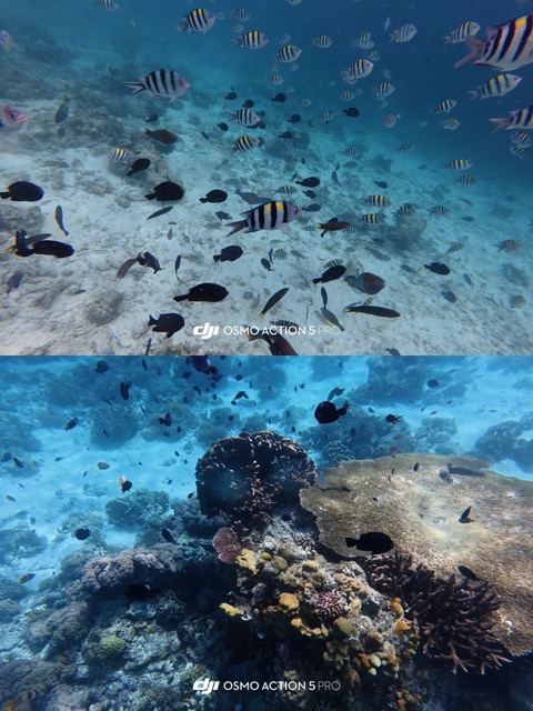 fish-and-coral.jpeg