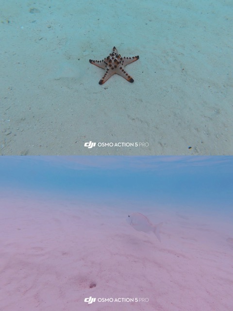 starfish-and-fish.jpeg